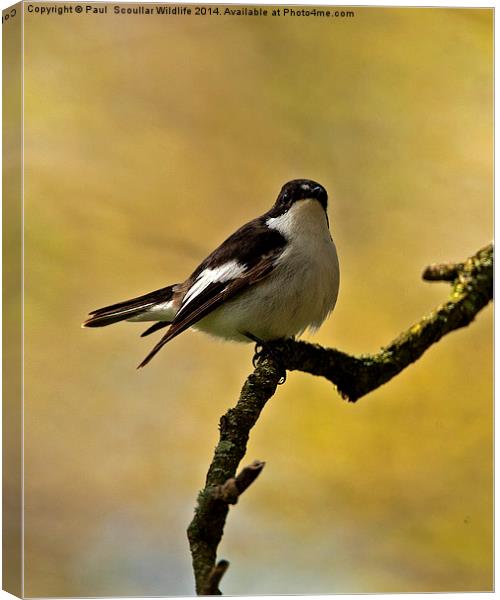 Pied Flycatcher Canvas Print by Paul Scoullar