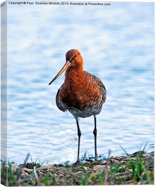 Black -Tailed Godwit Canvas Print by Paul Scoullar