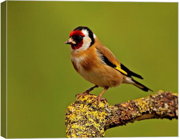 Goldfinch Canvas Print by Paul Scoullar