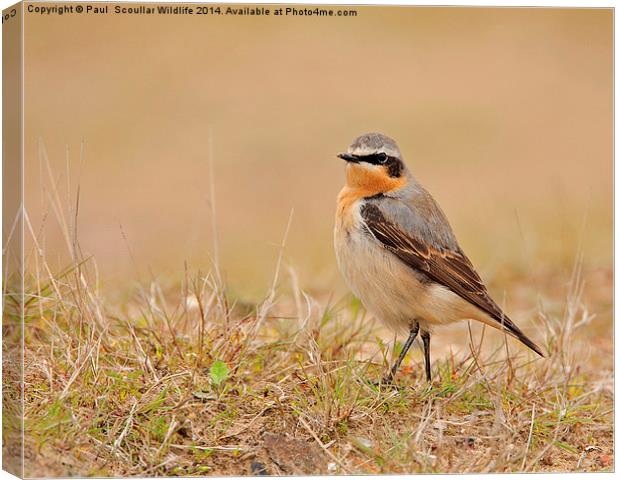 Wheatear Canvas Print by Paul Scoullar