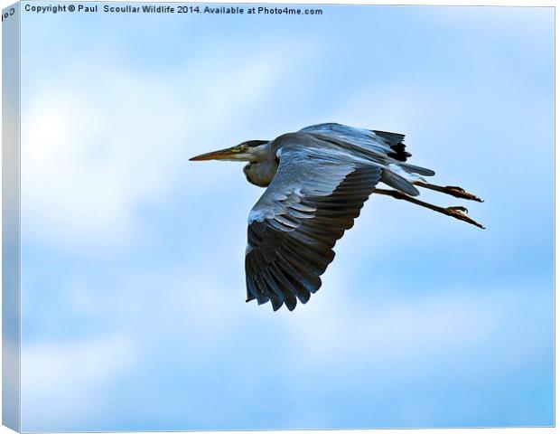  Grey Heron in flight Canvas Print by Paul Scoullar