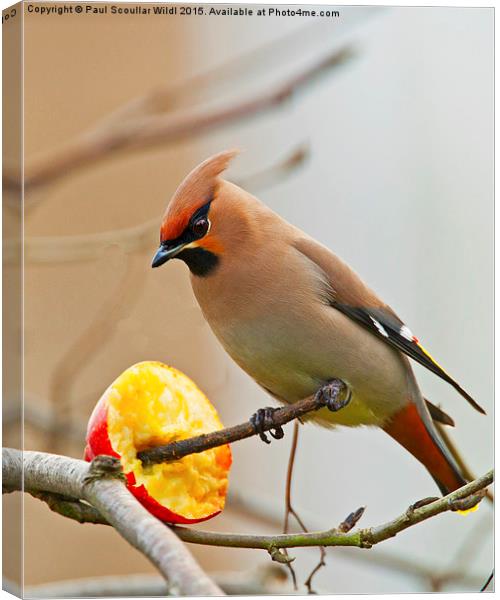 Waxwing Canvas Print by Paul Scoullar