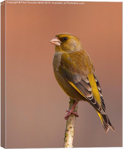  Greenfinch Canvas Print by Paul Scoullar