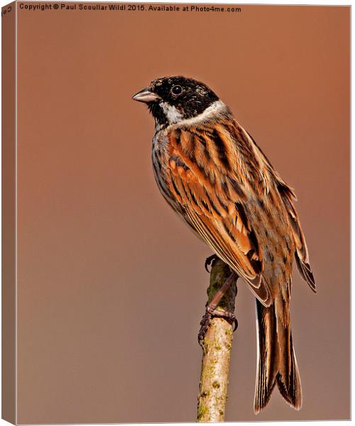  Reed Bunting Canvas Print by Paul Scoullar