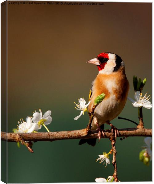  Goldfinch on flowering Blackthorn. Canvas Print by Paul Scoullar