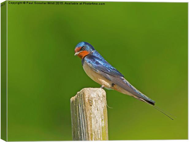  Swallow Canvas Print by Paul Scoullar