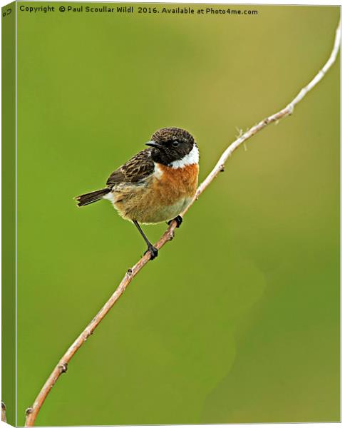 Stonechat Canvas Print by Paul Scoullar