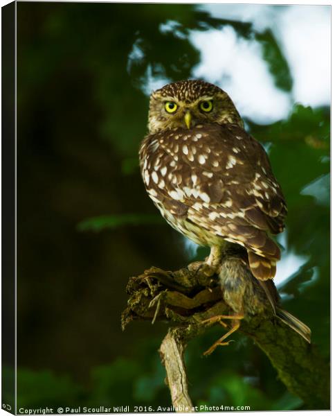 Little Owl with prey Canvas Print by Paul Scoullar