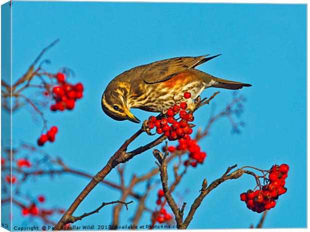 Redwing Canvas Print by Paul Scoullar