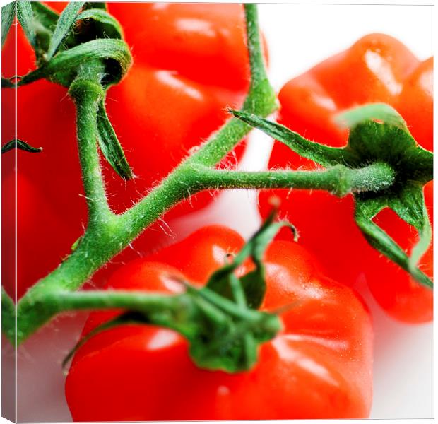 Tomatoes Canvas Print by Anne Whiteside