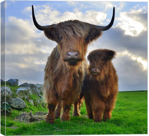 Hairy Cows Canvas Print by Rob Parsons