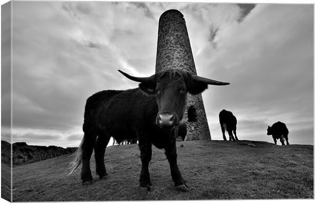 Cornwall: Cows at Stepper Point Canvas Print by Rob Parsons