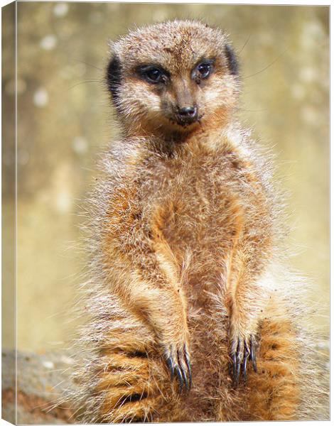 Soaking up the Sun Canvas Print by Rob Parsons