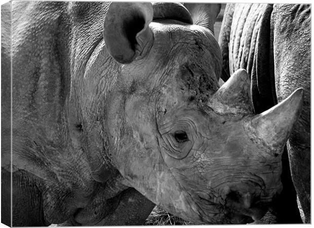 Baby Rhino Canvas Print by Rob Parsons