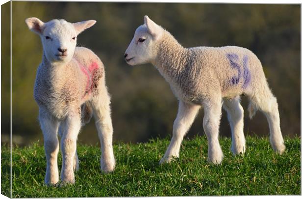 Springtime Lambs Canvas Print by Rob Parsons
