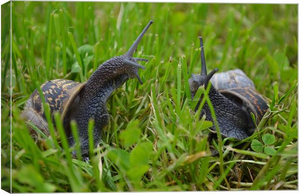 Snails first date Canvas Print by Louise McKenzie