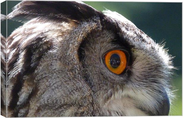 I have my eye on you Canvas Print by carolyn stewart