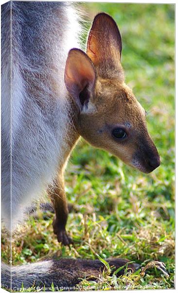 Peek-a-boo Canvas Print by carolyn stewart