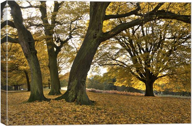 Golden Beeches Canvas Print by Ian Rolfe