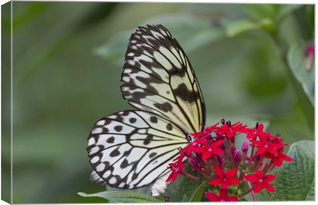 Bright White Butterfly Canvas Print by Simon Mordecai