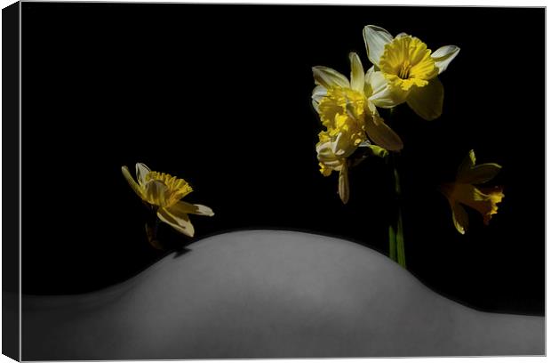  Daffodil Hill Canvas Print by mary stevenson