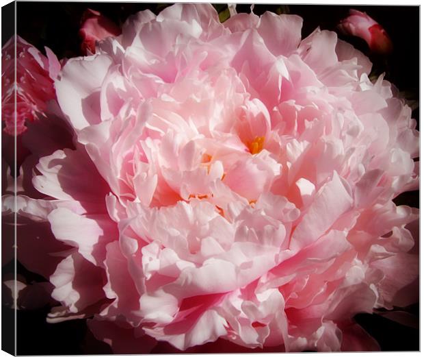 Peony Canvas Print by Mary Lane