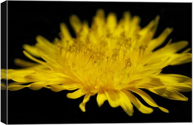 Yellow Thistle Canvas Print by Mary Lane