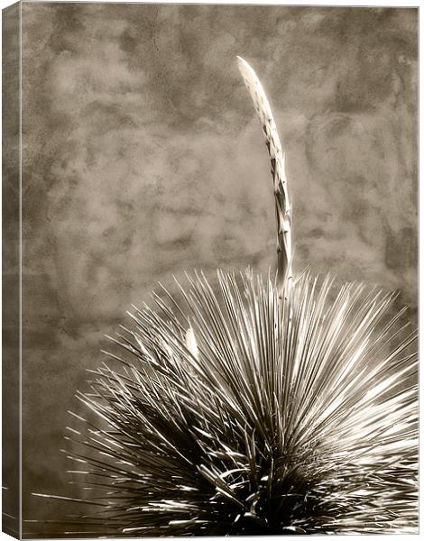 Adobe and Agave Canvas Print by Mary Lane