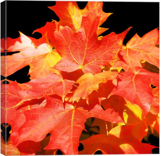 Colorful Maples Canvas Print by Mary Lane