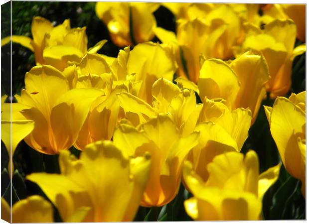 Trail of Tulips Canvas Print by Mary Lane