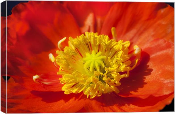 Orange Poppy Canvas Print by Mary Lane