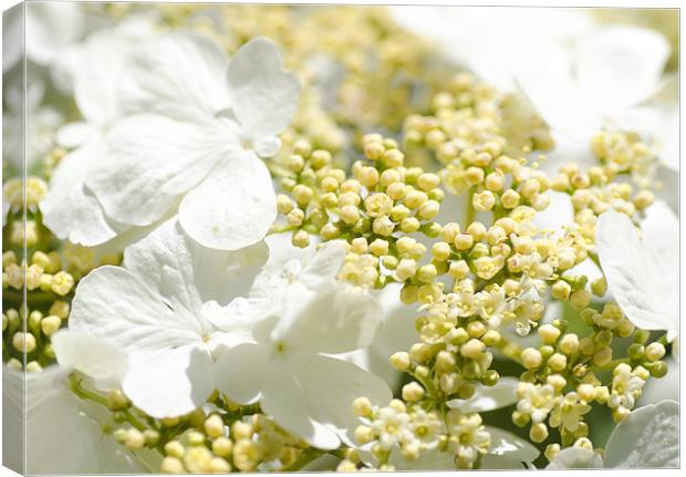 Viburnum Canvas Print by Mary Lane