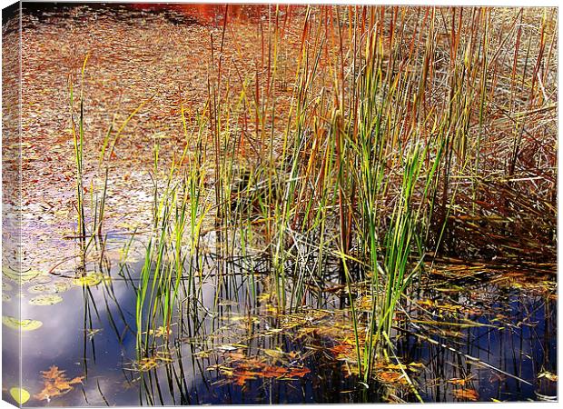 Pond and Rushes Canvas Print by Mary Lane