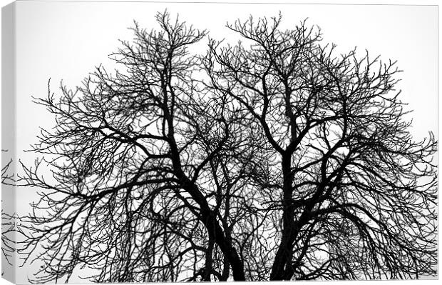 Great Old Tree Canvas Print by Mary Lane