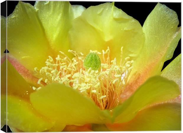 Bright Yellow Cactus Canvas Print by Mary Lane