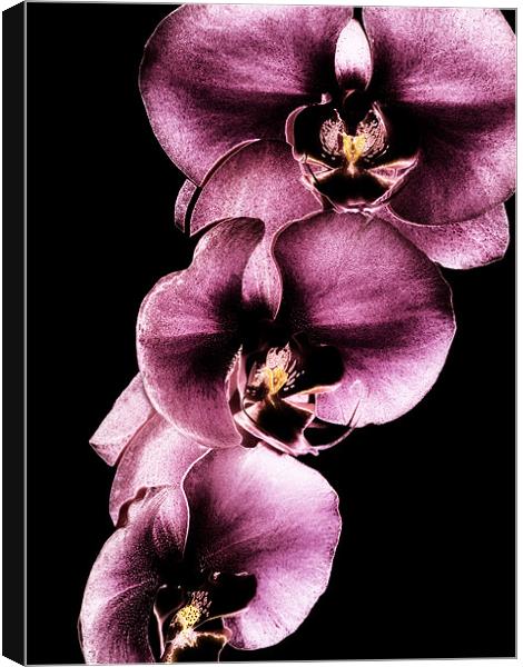 Purple Orchids Canvas Print by Mary Lane