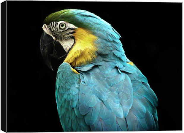Parrot Canvas Print by Mary Lane