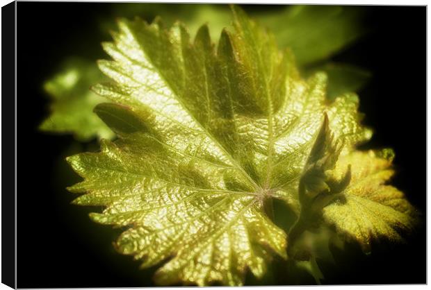 Grape Leaves Canvas Print by Mary Lane