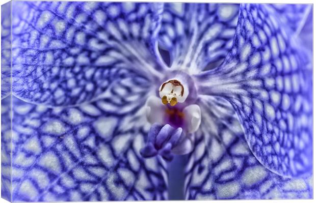 Blue Orchid Canvas Print by Mary Lane