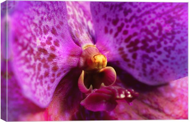 Pink Orchid Canvas Print by Mary Lane