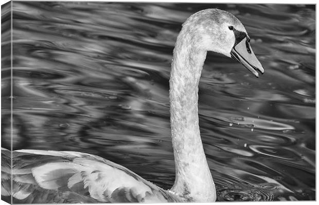Juvenile Swan Canvas Print by Mary Lane