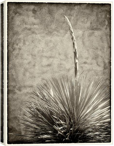 Agave and Adobe Canvas Print by Mary Lane