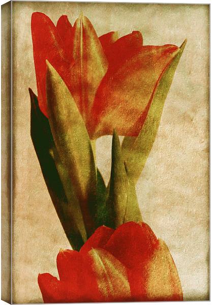 Orange Tulips Canvas Print by Mary Lane