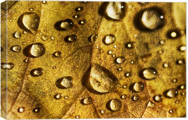 Droplets on Beech Canvas Print by Mary Lane