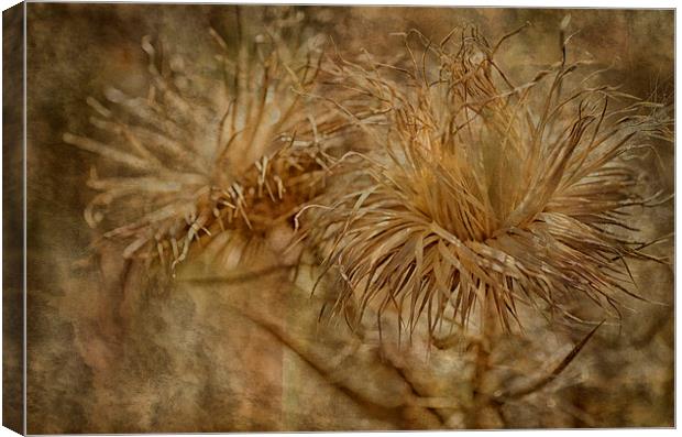 Thistles Canvas Print by Mary Lane