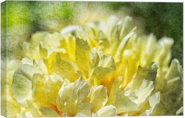 Yellow Peony Canvas Print by Mary Lane