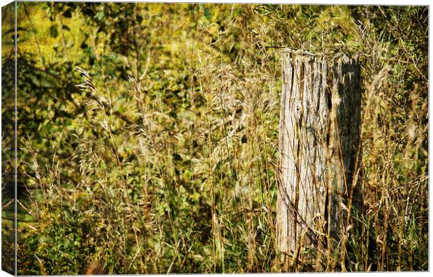 Fence Post Canvas Print by Mary Lane