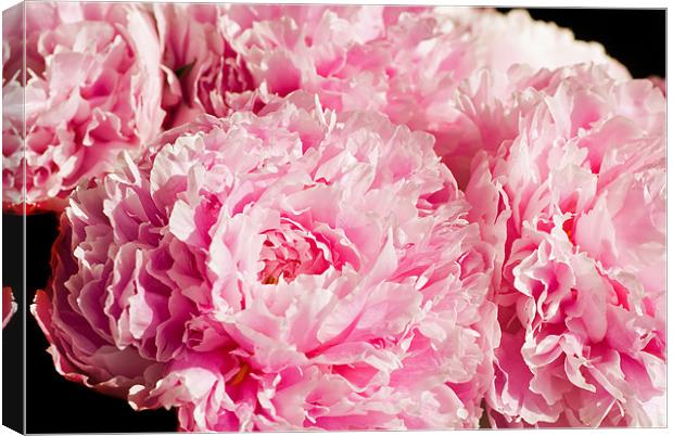 Pink Peony Bouquet Canvas Print by Mary Lane