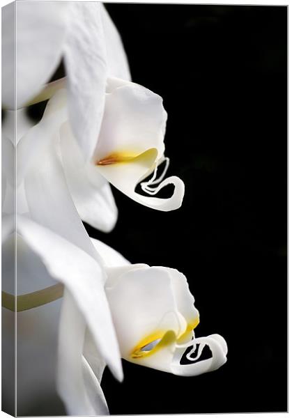 Orchid Profile Canvas Print by Mary Lane