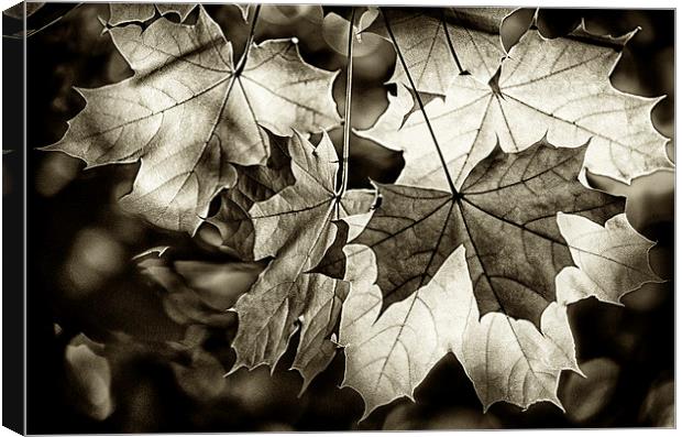 Leaves Canvas Print by Mary Lane